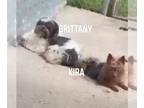 Shih Tzu Mix DOG FOR ADOPTION RGADN-1267521 - Brittany - Shih Tzu / Mixed