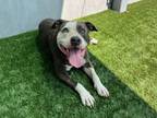 Adopt A514989 a Pit Bull Terrier