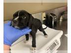 Bloodhound DOG FOR ADOPTION RGADN-1267530 - A109126 - Bloodhound (medium coat)