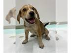 Beagle DOG FOR ADOPTION RGADN-1267534 - CHEWY - Beagle (medium coat) Dog For