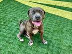 Adopt A514988 a Pit Bull Terrier