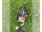 Boxer Mix DOG FOR ADOPTION RGADN-1267540 - Stormie - Boxer / Mixed Dog For