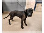 American Pit Bull Terrier DOG FOR ADOPTION RGADN-1267546 - LUMI - Pit Bull