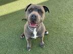 Adopt CHARLES a Pit Bull Terrier, Mixed Breed