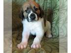 Labbe DOG FOR ADOPTION RGADN-1267559 - Bertha - Labrador Retriever / Beagle /