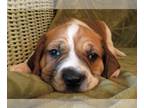 Labbe DOG FOR ADOPTION RGADN-1267560 - Crinkles - Labrador Retriever / Beagle /