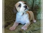 Labbe DOG FOR ADOPTION RGADN-1267561 - Nugget - Labrador Retriever / Beagle /