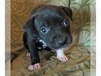 Labbe DOG FOR ADOPTION RGADN-1267562 - Sissy - Labrador Retriever / Beagle /