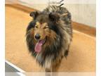 Collie DOG FOR ADOPTION RGADN-1267567 - RITCHIE - Collie (medium coat) Dog For