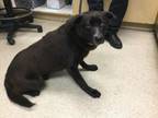 Adopt Dog a Labrador Retriever