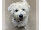 Wheaten Terrier Mix DOG FOR ADOPTION RGADN-1267603 - SNOOPY - Wheaten Terrier /