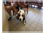 Basset Hound DOG FOR ADOPTION RGADN-1267607 - A334684 - Basset Hound (medium