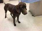 Adopt Dog a German Shorthaired Pointer