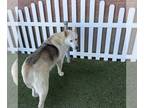 German Shepherd Dog-Siberian Husky Mix DOG FOR ADOPTION RGADN-1267628 - *SASHE -