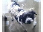 Rat Terrier DOG FOR ADOPTION RGADN-1267654 - *CEECEE - Rat Terrier (medium coat)