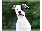 Boxer Mix DOG FOR ADOPTION RGADN-1267675 - FELIX - Boxer / Mixed (medium coat)