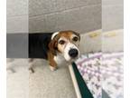 Bagle Hound DOG FOR ADOPTION RGADN-1267678 - MOLLY - Beagle / Basset Hound /