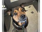 Bernese Mountain Dog-Black Mouth Cur Mix DOG FOR ADOPTION RGADN-1267680 - MAMA -