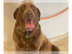 Mix DOG FOR ADOPTION RGADN-1267701 - kayla - Chocolate Labrador Retriever