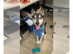Greyhound DOG FOR ADOPTION RGADN-1267714 - *JOHNNY - Greyhound (medium coat) Dog