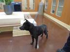 Adopt Dog a Labrador Retriever, Pit Bull Terrier