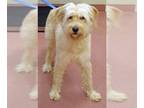 Goldendoodle DOG FOR ADOPTION RGADN-1267723 - SADIE - Poodle (Standard) / Golden
