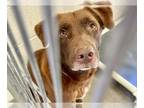Chocolate Labrador retriever Mix DOG FOR ADOPTION RGADN-1267761 - FERDINAND -