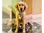 Golden Retriever DOG FOR ADOPTION RGADN-1267769 - Stella - Golden Retriever