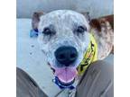 Adopt Zander a Australian Cattle Dog / Blue Heeler, Pit Bull Terrier