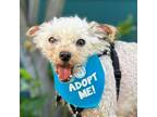 Adopt Teddy Poodle a Poodle
