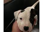 Adopt HOKEY a Pit Bull Terrier, Mixed Breed