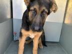 Adopt A687928 a German Shepherd Dog