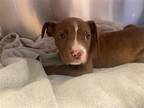 Adopt BROWNIE a Pit Bull Terrier