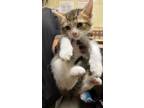 Adopt BUMICKY a Domestic Short Hair