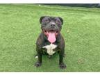 Adopt TODD a Pit Bull Terrier