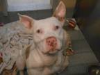 Adopt NICOLAS a Pit Bull Terrier, Mixed Breed