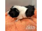 Adopt COLA a Guinea Pig