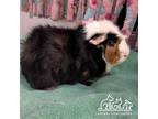 Adopt ROOTBEER a Guinea Pig