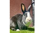 Adopt OREO COOKIE a Bunny Rabbit