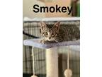 Adopt Smokey a Tabby, Domestic Short Hair