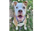 Adopt CLYDE a Pit Bull Terrier, Mixed Breed