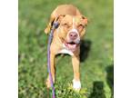 Adopt HITCH TRAILBLAZER a Pit Bull Terrier, Shar-Pei