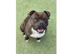 Adopt CHILI DOG- IN FOSTER a Staffordshire Bull Terrier, Mixed Breed