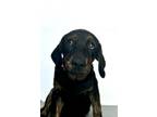 Adopt A238281 a Labrador Retriever, Rottweiler
