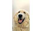 Adopt A238237 a Great Pyrenees, Mixed Breed