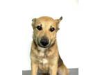 Adopt A238079 a German Shepherd Dog, Mixed Breed