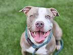 Adopt SCOTTY a Pit Bull Terrier