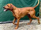 Adopt EDMUND* a Redbone Coonhound, Rhodesian Ridgeback