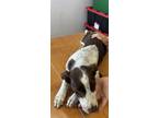 Adopt Spot a German Shorthaired Pointer, Mixed Breed