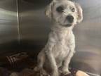 Adopt YETI a Poodle, Mixed Breed